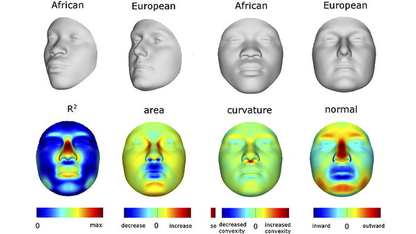 Modelos de rosto humano criados a partir de informações genéticas. A imagem mostra faces projetadas com base em características associadas à ascendência africana ou europeia (Shriver Claes/Penn State)